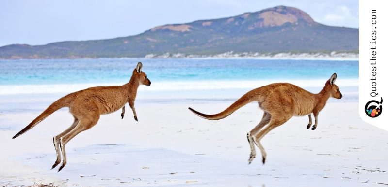 Kangaroo